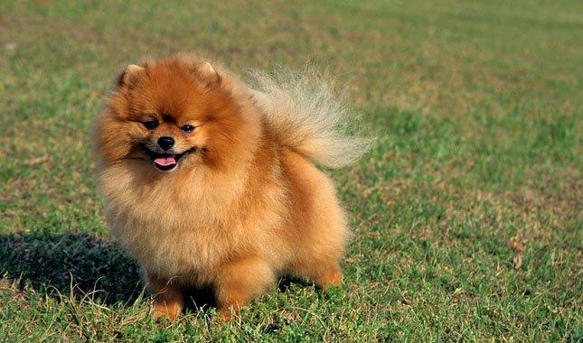 Pomeranian Boo köpek ırkı