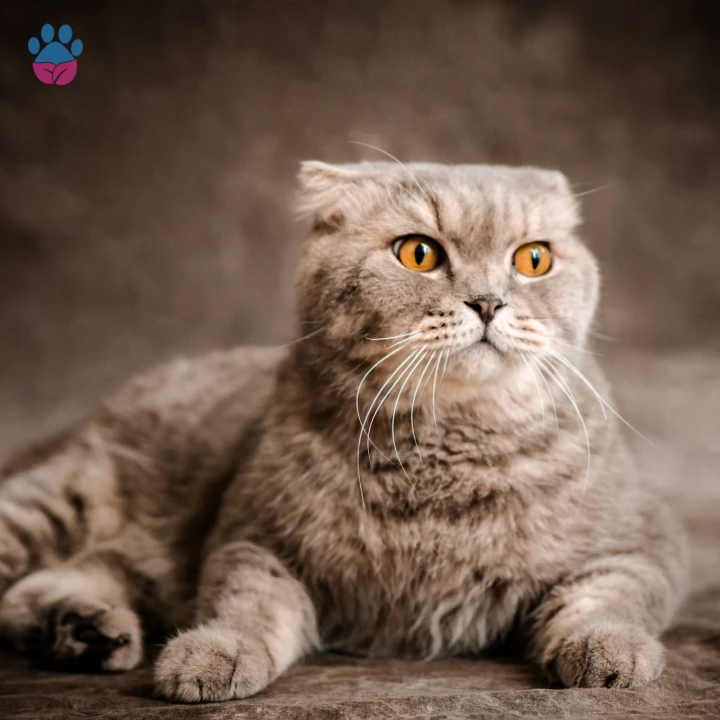 Scottish Fold