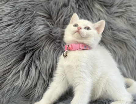 British Shorthair 2 Aylık Dişi Sahiplendirme İlan Detayı - Pet Yaşam