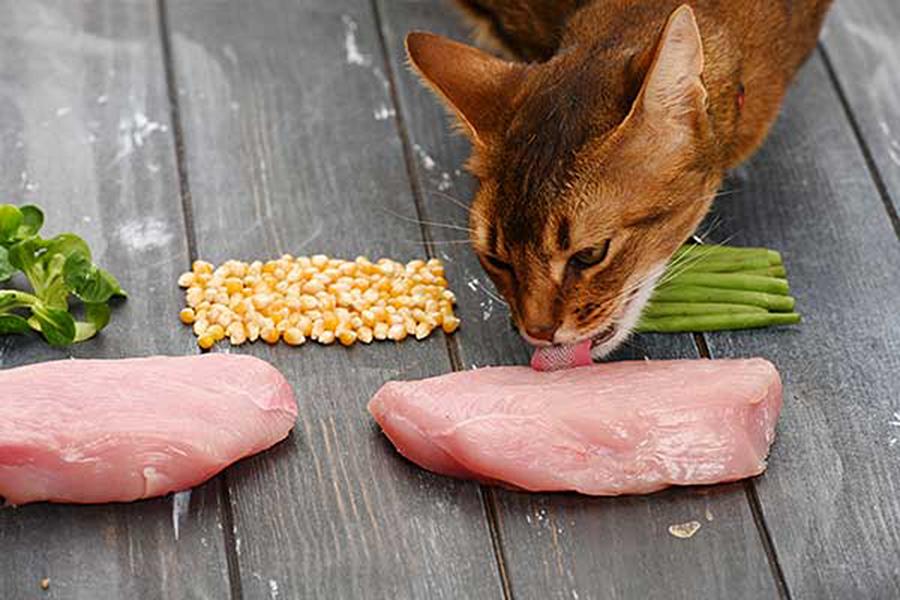 Kedilere Tavuk Verilmesi Zararlı mı?