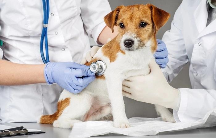 Erkek Köpeklerde Kısırlaştırma Ameliyatı Nedir ve Nasıl Yapılır