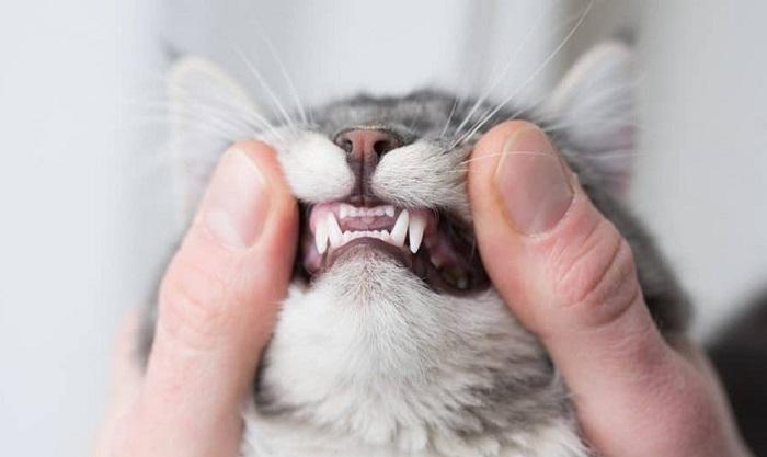 Kediler Diş Çıkarırken Halsizlik Olur mu