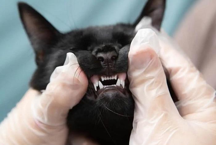 Kedilerde Diş Çıkarma Belirtileri Nelerdir