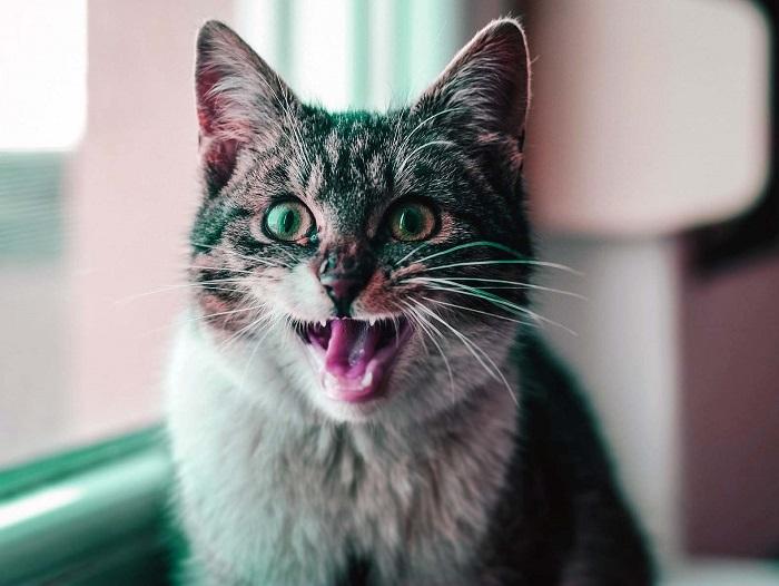 Kedilerde Diş Kaşıntısını Azaltma Yöntemleri