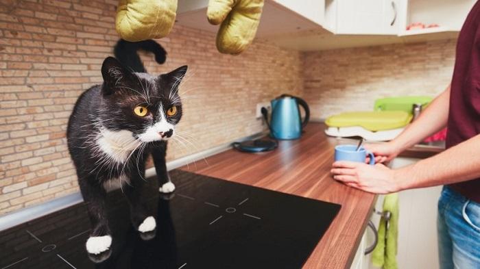 Kedilerin Mutfak Tezgâhına Çıkmasını Engelleme Yöntemleri