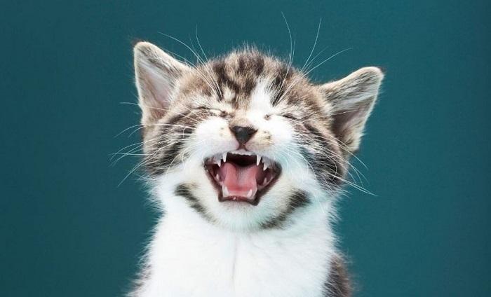 Kedilerin Ne Tür Dişleri Bulunur