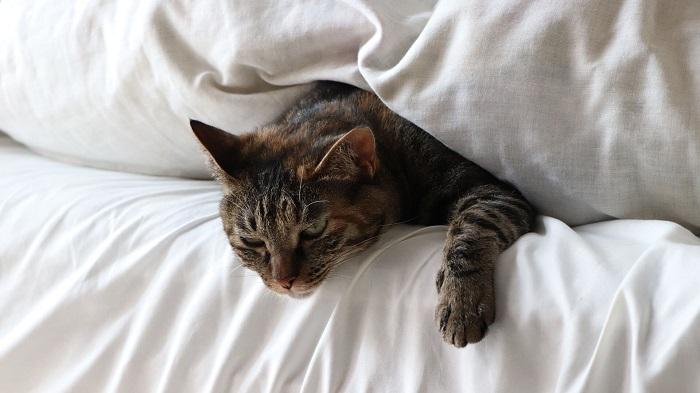 Kedinin Yatağa İşemesinin Nedenleri