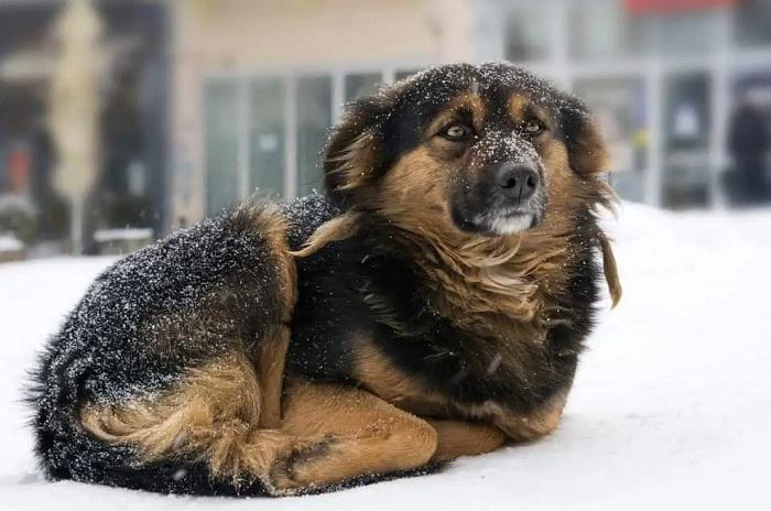 Kışın Sokak Köpekleri Üşür Mü