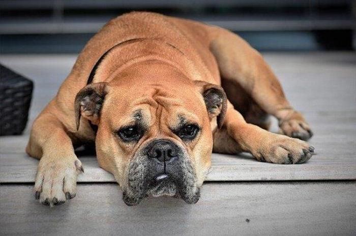 Köpeğimin Ateşi Olduğunu Gösteren Belirtiler Nelerdir