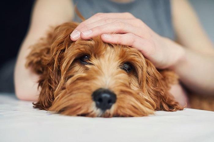 Köpeğin Vücut Sıcaklığını Düşürün