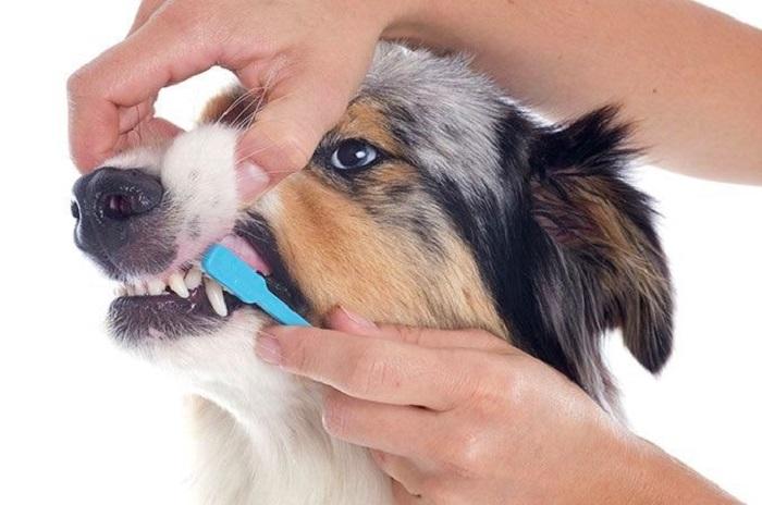 Köpek Ağız Bakımı Nasıl Yapılır