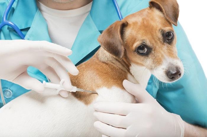 Köpek Aşıları Hakkında Bilinmesi Gerekenler Nelerdir