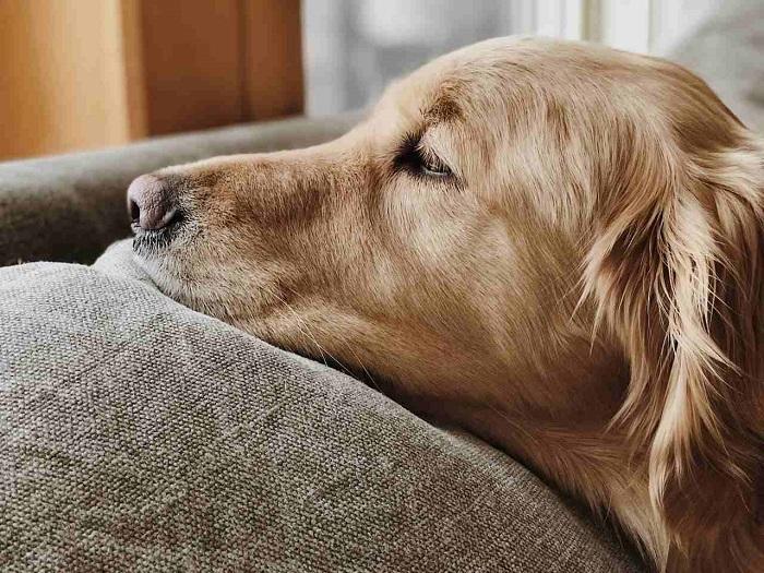 Köpekler Hangi Yabancı Cisimleri Yutarlar