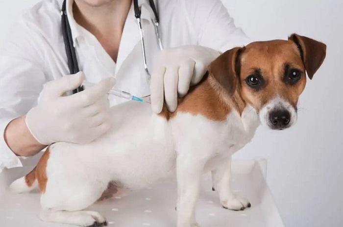 Köpekler İçin Aşıların Önemi Nedir