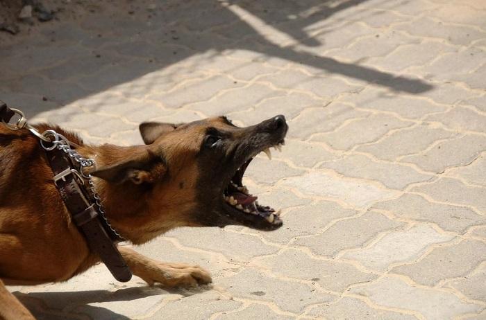 Köpekler Neden Sahibine Saldırır
