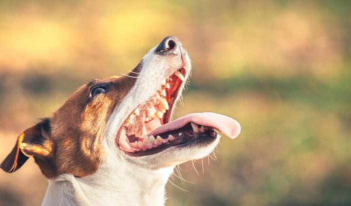 Köpeklerde Ağız Bakımı Nasıl Yapılır