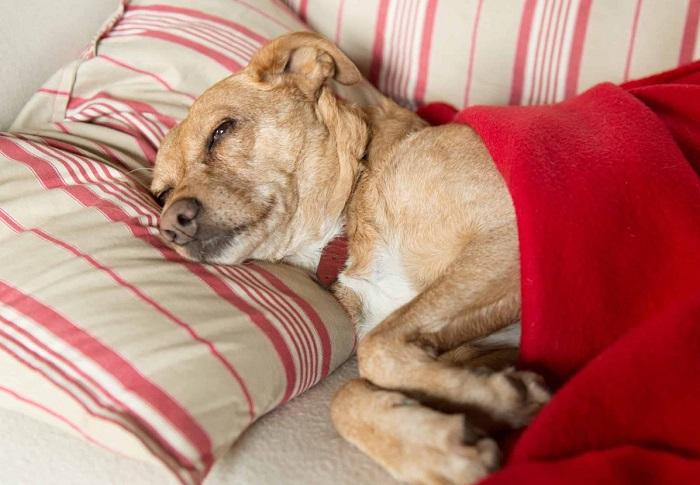 Köpeklerde Ateş Nasıl Önlenir