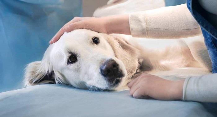 Köpeklerde Böbrek Yetmezliği Nasıl Teşhis Edilir