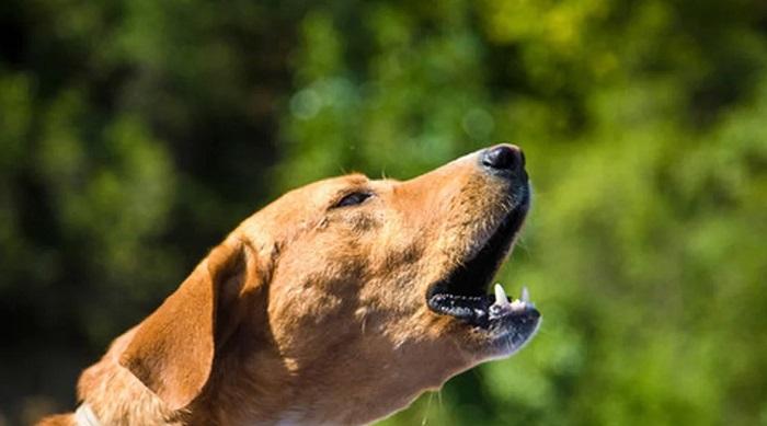 Köpeklerde Davranış Bozuklukları Neden Olur