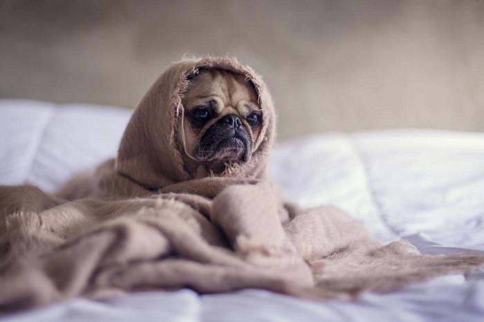 Köpeklerde Depresyonu Önlemek için Neler Yapılmalıdır