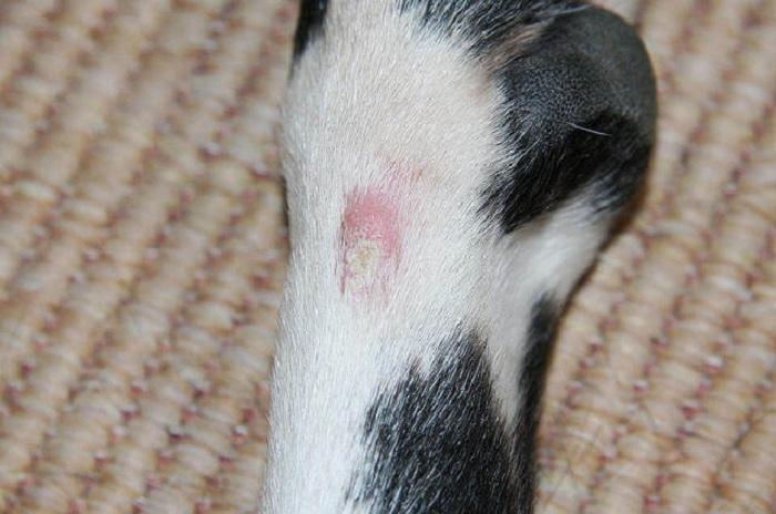 Köpeklerde Dermatit Belirtileri Nelerdir