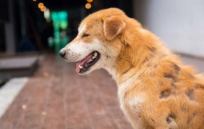 Köpeklerde Dermatit Tedavisi Nasıl Yapılır