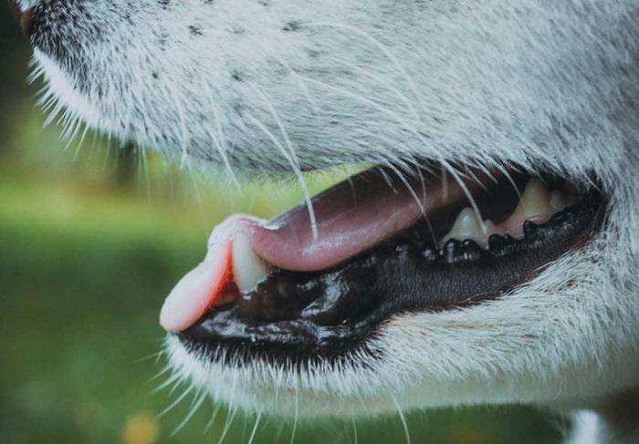 Köpeklerde Diş Kaybı Belirtileri Nelerdir