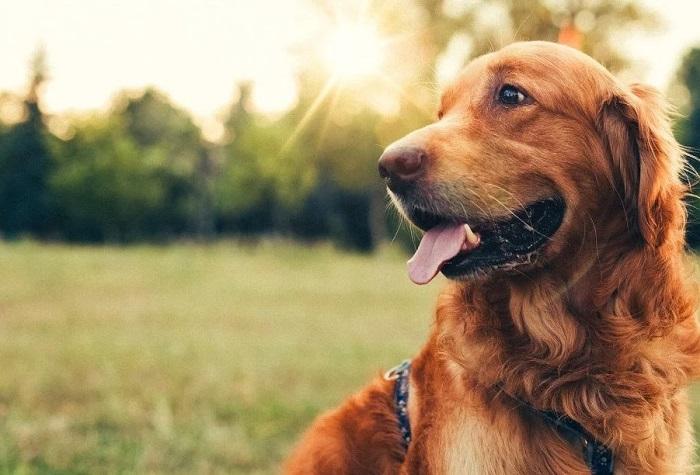 Köpeklerde Dış Parazit Aşısı Nedir