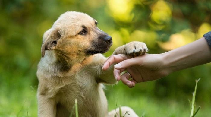 Köpeklerde Dış Parazitin Tedavisi Nasıl Yapılır