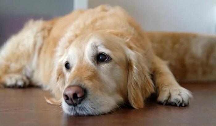 Köpeklerde Epilepsi Hastalığının Tedavisi Nasıl Yapılır