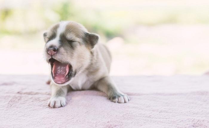 Köpeklerde Epilepsi Teşhisi Nasıl Konur