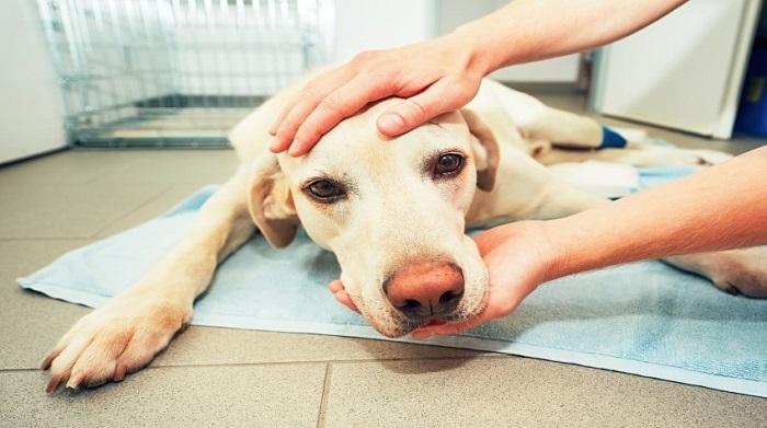 Köpeklerde Görülen Kanser Türleri Nelerdir