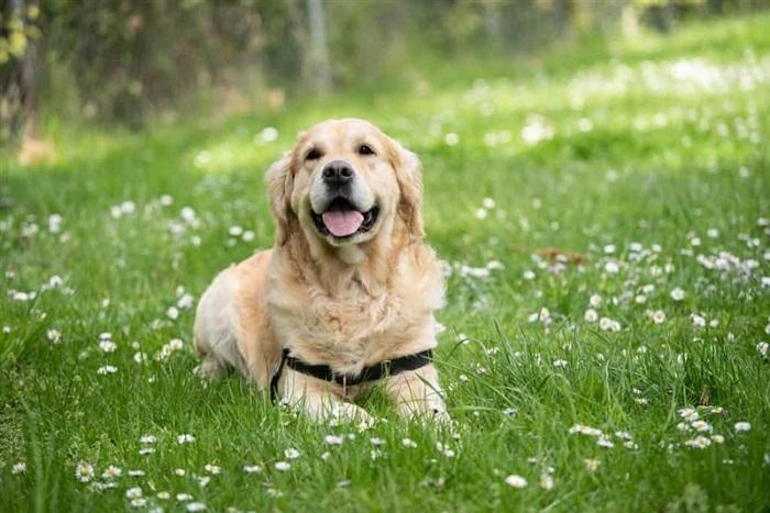 Köpeklerde Görülen Safra Kesesi Hastalıkların Sebepleri Nelerdir