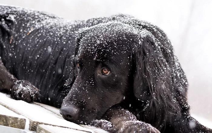 Köpeklerde Hipotermi Belirtileri Nelerdir