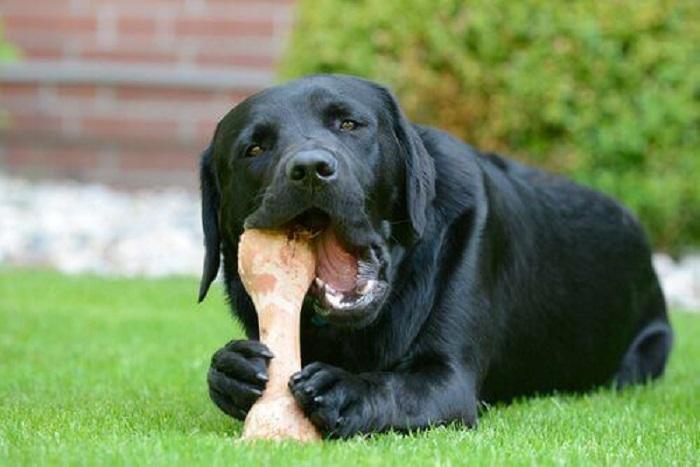 Köpeklerde Kalsiyum Fazlalığı Nelere Yol Açar