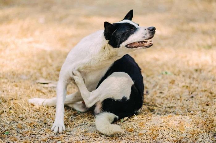 Köpeklerde Kaşıntı Nasıl Engellenir