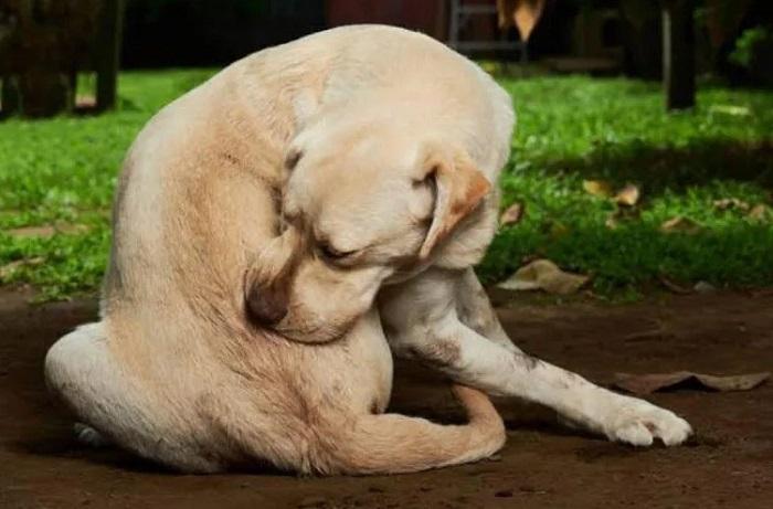 Köpeklerde Kaşıntının Nedenleri Nelerdir