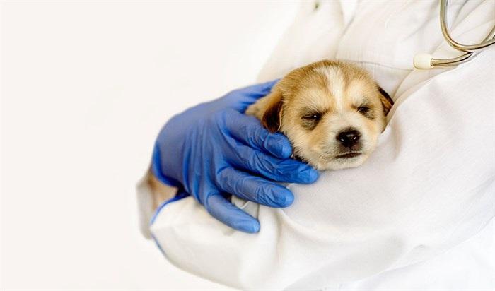Köpeklerde Kuduz Aşısı Neden Yapılır