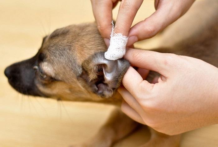 Köpeklerde Kulak Akıntıları Neden Olur