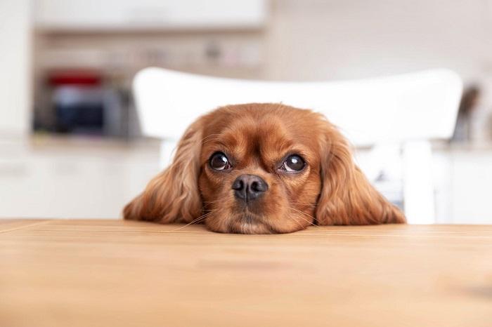 Köpeklerde Mantar Gelişimi Nasıl Olur