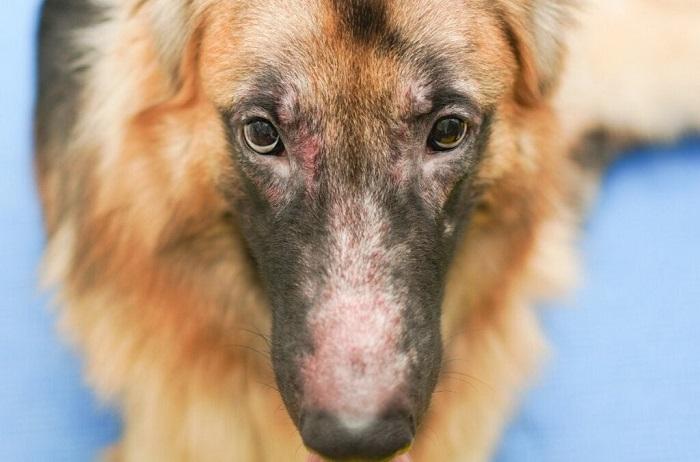 Köpeklerde Mantar Tedavisi Nasıl Yapılır