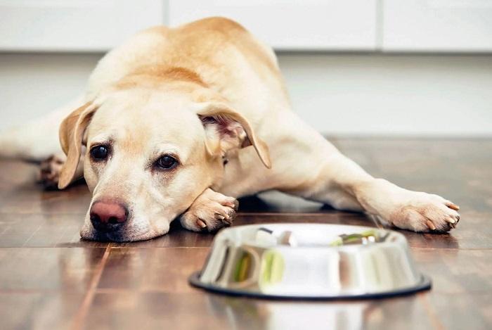 Köpeklerde Mide Bulantısı Neden Olur