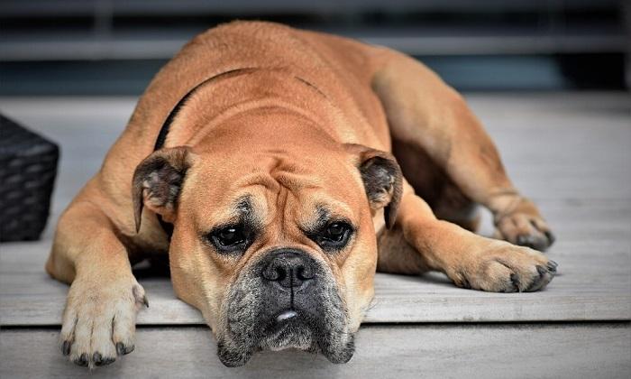 Köpeklerde Mide Kanaması Neden Olur