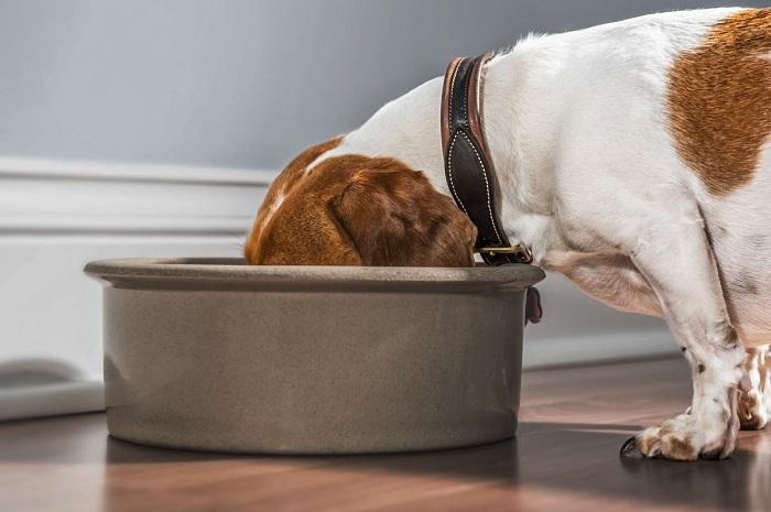 Köpeklerde Mide Rahatsızlığının Belirtileri Nelerdir