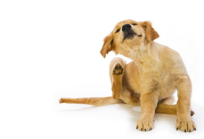 Köpeklerde Pire ve Bit Tedavisi Nasıl Yapılır