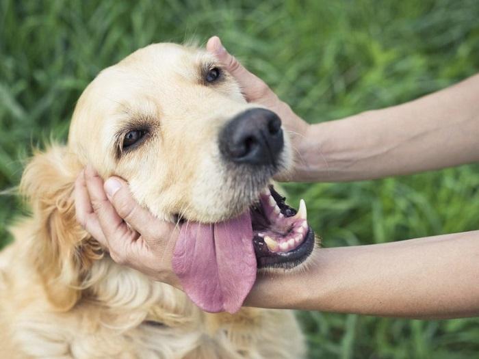 Köpeklerde Regl Nedir