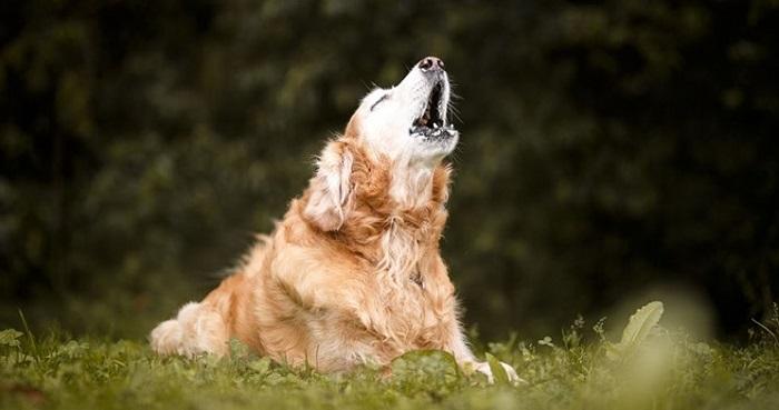 Köpeklerde Ses Kısıklığı Nedenleri Nelerdir