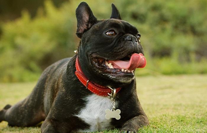 Köpeklerde Strese Bağlı Hızlı Nefes Alma