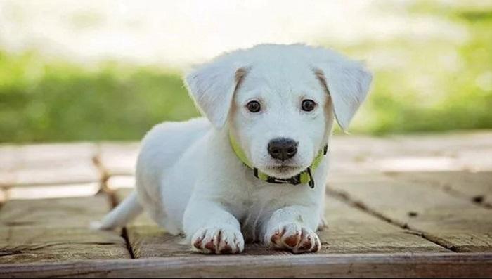 Köpeklerde Yeme Bozuklukları Neden Olur