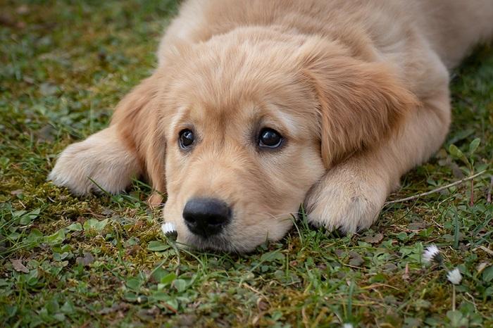 Köpeklerde Zehirlenmeye Neden Olan Durumlar Nelerdir